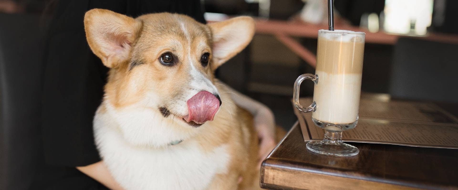 The Dog-Friendly Bar Scene in Western Washington: A Must-Read Guide for Pet Owners